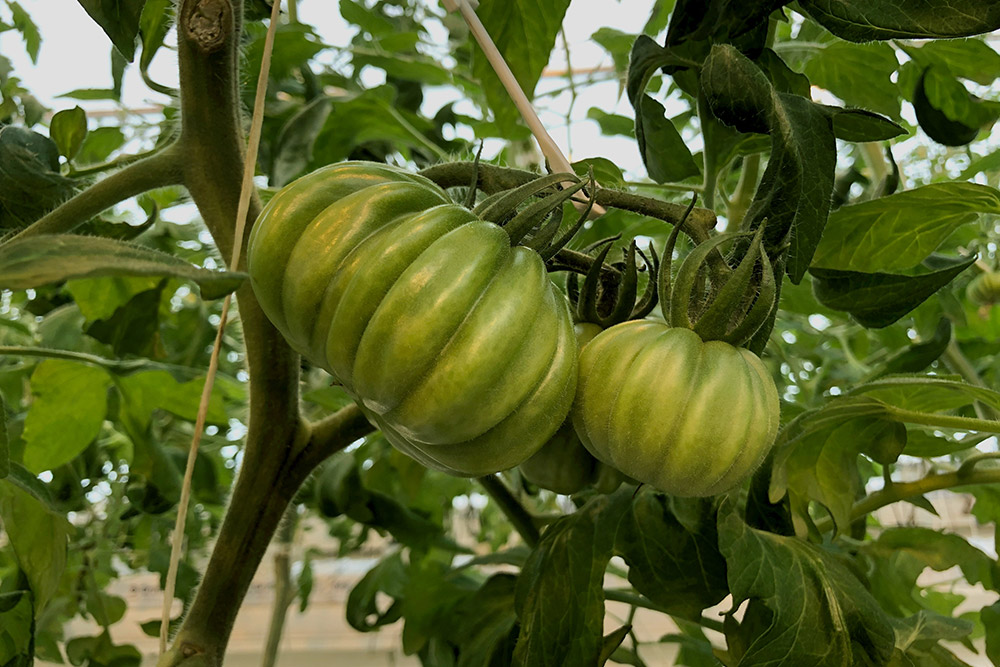 agrotourisme tomates Dorothée